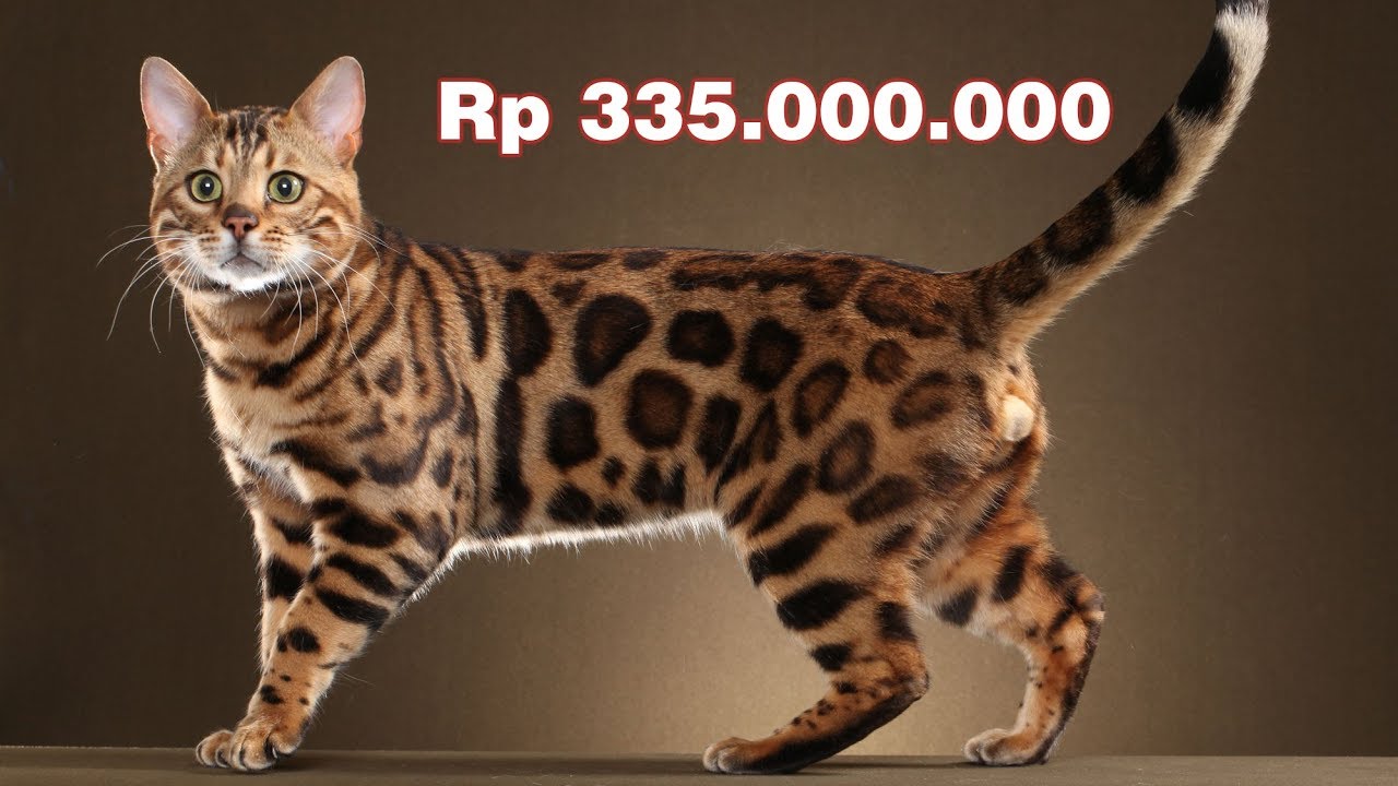  KUCING  SEHARGA MOBIL 9 KUCING TERMAHAL DI DUNIA  YouTube