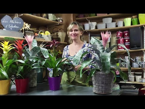 Vidéo: Faire Refleurir Les Broméliacées : Prendre Soin Des Broméliacées Après La Floraison