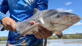 Deadly Australian Bull Shark - Catch Clean Cook