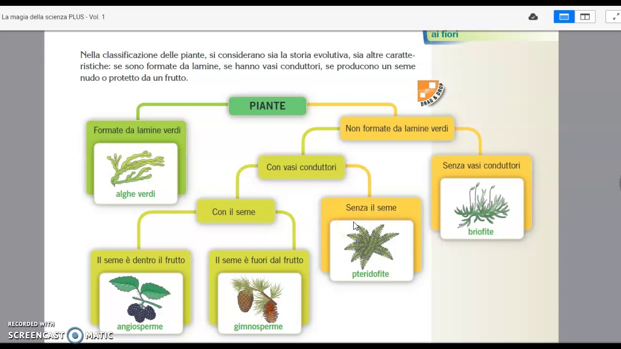 lezione-di-scienze-la-classificazione-delle-piante-piante-non