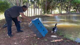 Soltando os🦆🦆.#roça #fazenda #recanto #vidanaroça #