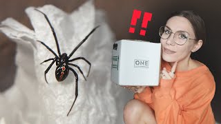 Chaotic SPIDER UNBOXING!. BOLTY Wolf Spiders, NEW Black Widow - One Love Tarantulas first impression
