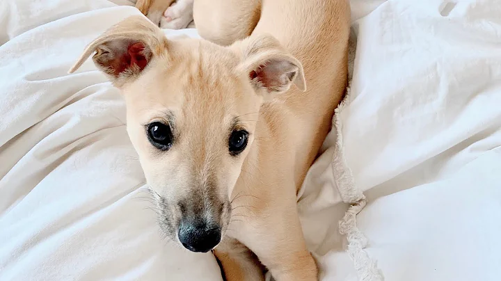 A Whippet Puppy’s Diary, First Year - 4 Weeks to 7 Months Old