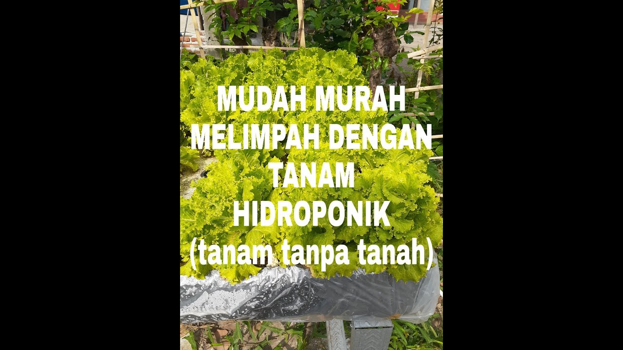 Luar biasa ihemati Salada ihidroponiki menanam tanpa tanah 