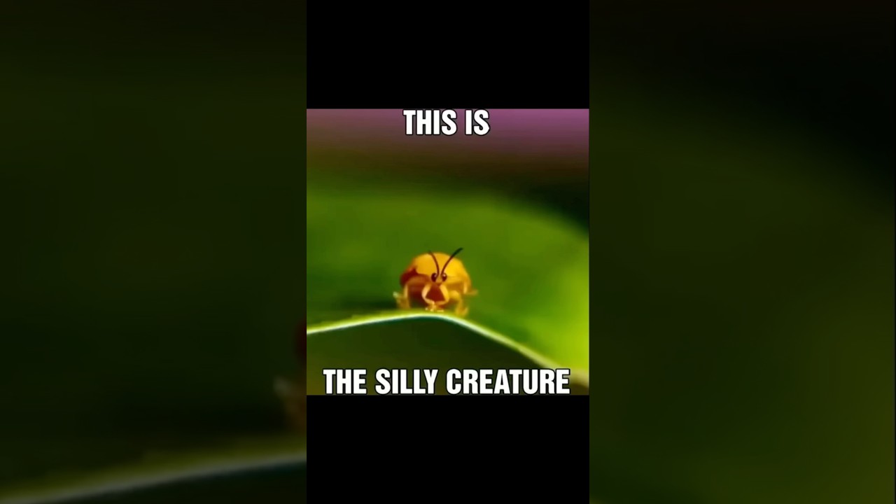 Memes I stole from da Web pt 30 #memes #memecomp #funny #reccommened #darkhumor #silly #funnymemes