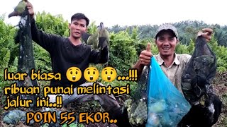 RIBUAN PUNAI MELEWATI LINTASAN INI..!!!POIN TERBANYAK SEPANJANG MASA..