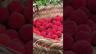 杨梅熟了，阿嬷摘了满满一筐，一口一颗太美味了 Grandma picked a basket full, every bite was so delicious