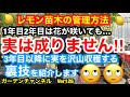 【レモン苗木 徹底解説】花が咲いたけど実がつきません…という方、安心してください。レモンの特性を知っておけば鬼に金棒ですVer126【カーメン君】【レモン】【remon】【レモン苗木】【家庭菜園】