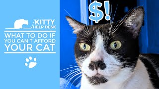 Can't Afford Your Cat? Here Are Some Options!