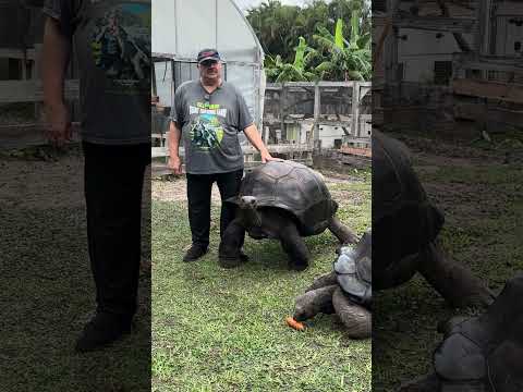 40 Years Raising Giant Tortoises What I Learned About Their Minds #Gianttortoise  (NO AI)!