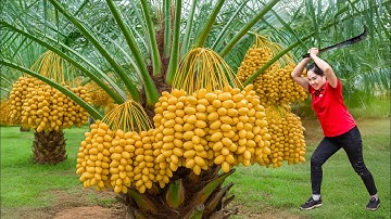 Harvesting 1000+ Giant Yellow Dates from Palm Tree & Go to Market Sell,Countryside Farming Adventure