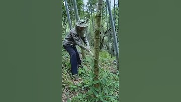 A smart idea for properly cutting bamboo trees using a simple traditional method #shorts