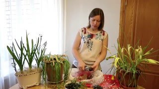 ЛУКОВИЦЫ после выгонки 🌷 Что делать? / Bulbs after forcing(Весна уже 