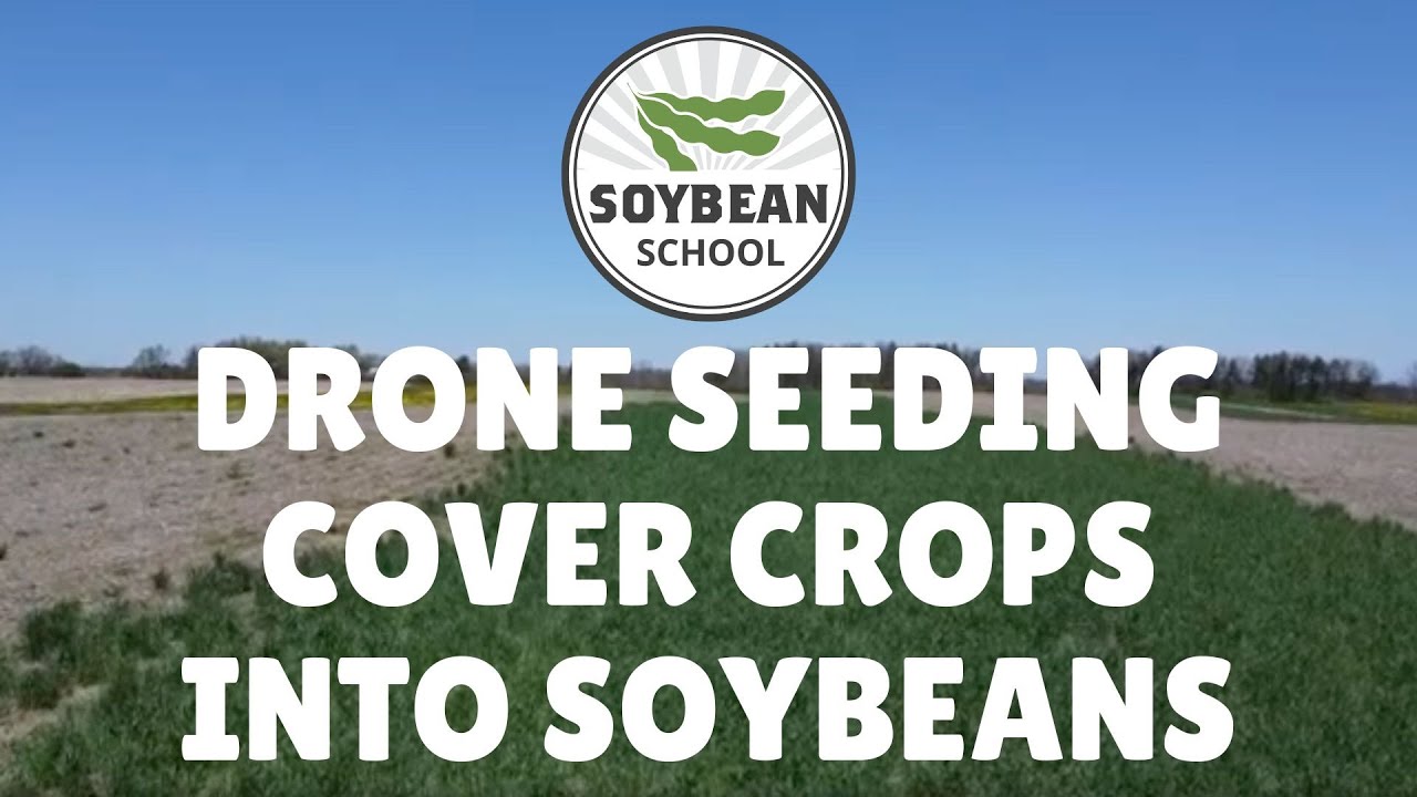 Soybean School: Drone seeding cover crops takes flight