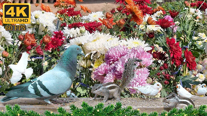 Video 3790001: beautiful forest, beautiful cats pets