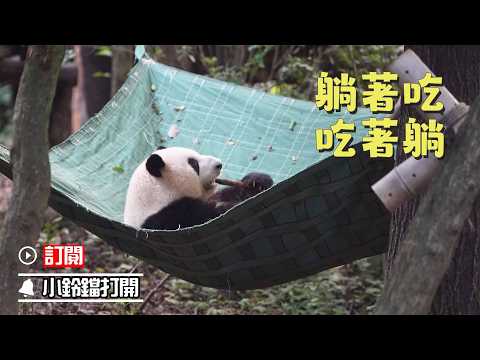 戶外生活博主“和花”正式出道 | iPanda熊貓頻道《熊貓早晚安》