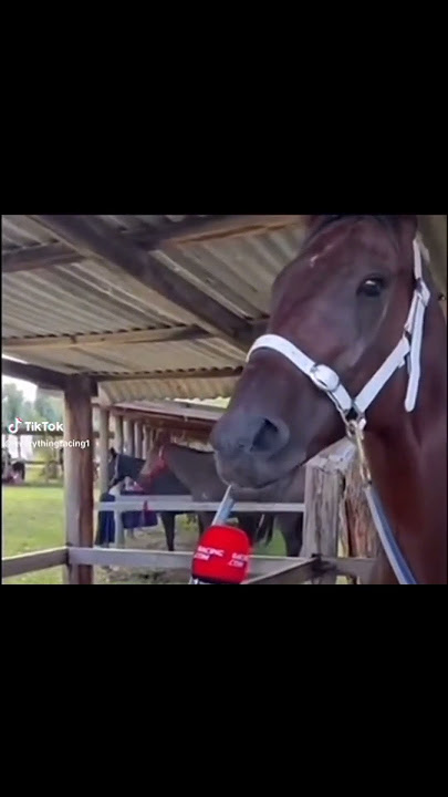 Horse Gives Interview #shorts #meme