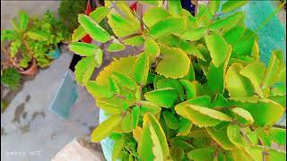 Kidney Stone: पथरी के इलाज के लिए रामबाण है ये पौधा जानें इस्तेमाल! #local18 screenshot 4