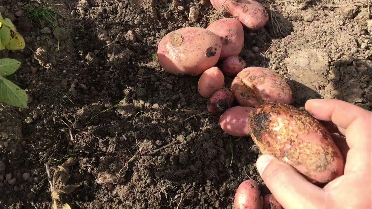 Сорт картофеля " Шарвари пирошка".Новый урожай. - YouTube