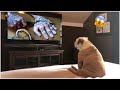 AWW SO FUNNY😂😂 Super Dogs And Cats Reaction Videos (Honest Audio) #19