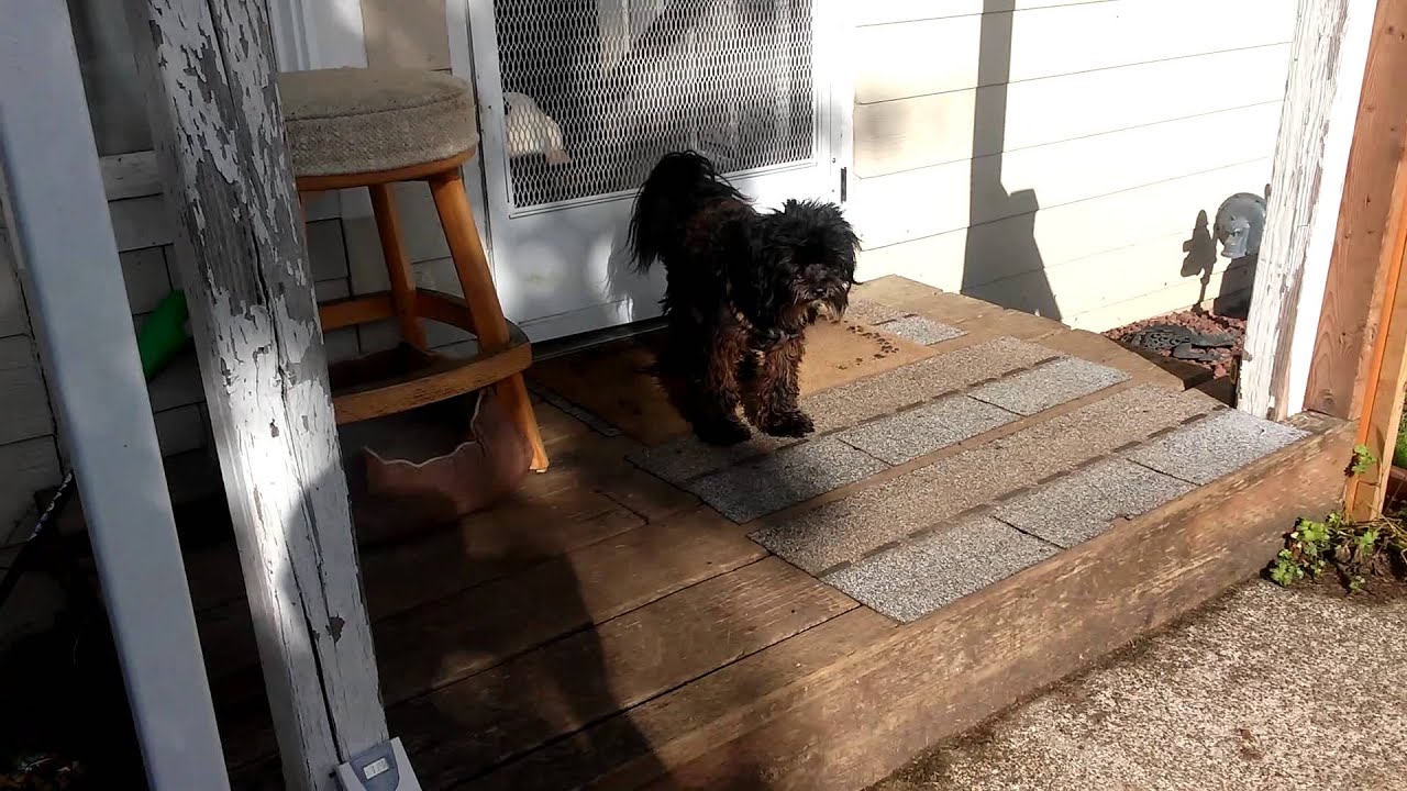 Dog wipes it's feet YouTube