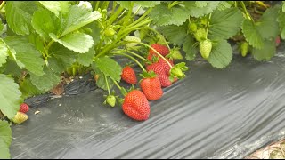 One Special Location Where Family & Sweet Berries Flourish by Farm Monitor 205 views 2 weeks ago 3 minutes, 12 seconds