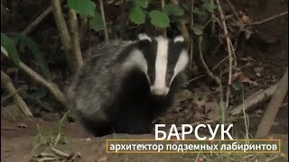 Детям о животных: барсук
