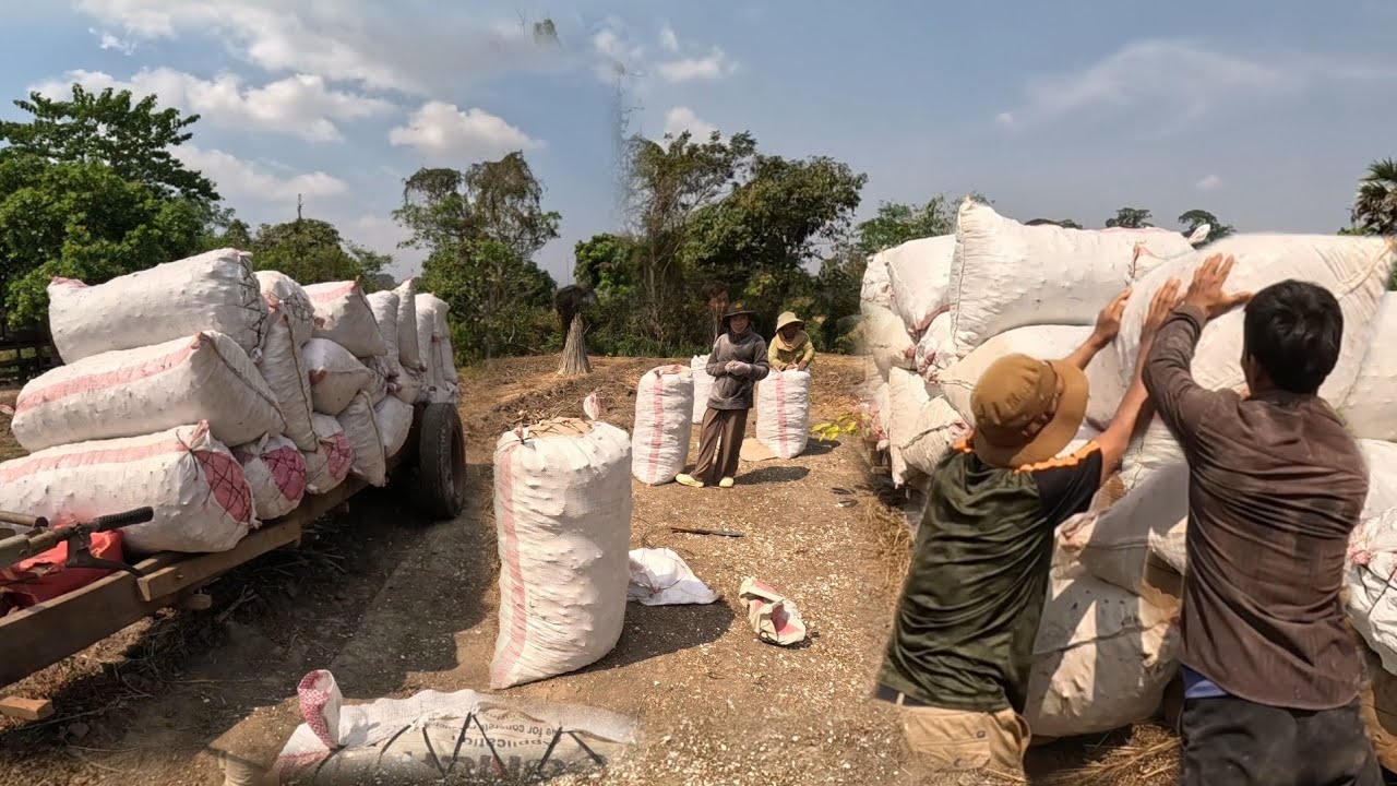 Harvesting potatoes on a family farm