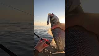 Petit passage avec un leurre de surface  #fish #fishing #pêche