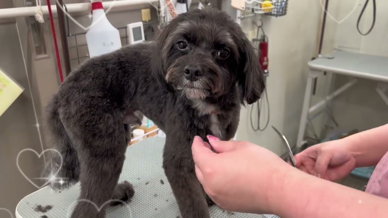 20260118　ダックペットサービス　夕方のわんこ達