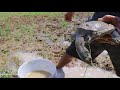 OMG! Catch A Lot Of Turtle From Secret Mud At The Rice Field On Rian Season 2021