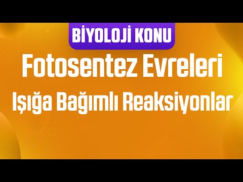 Video: Jan Ingenhousz fotosentezi hangi yıl keşfetti?