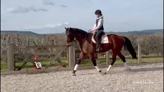 EXCEPTIONAL YOUNG HORSE, WITH TOP BLOODLINES - ad ref: 256058