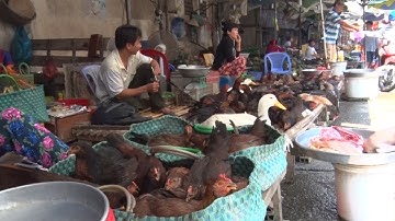 Các tỉnh ĐBSCL tập trung phòng chống dịch cúm gia cầm H5N1