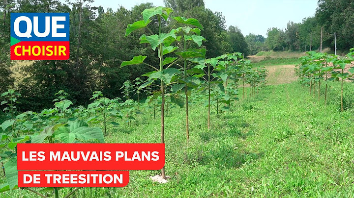 Paulownia : les mauvais plans de Treesition I UFC Que Choisir