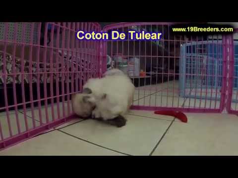 Coton De Tulear, Puppies, Dogs, For Sale, In Albuquerque, New Mexico, NM, 19Breeders, Rio Rancho