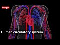 Circulatory System Quiz