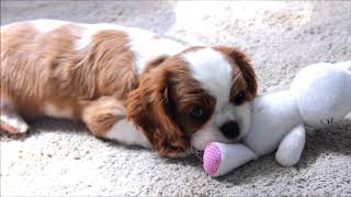 CAVALIER KING CHARLES SPANIEL | Puppy's first day home