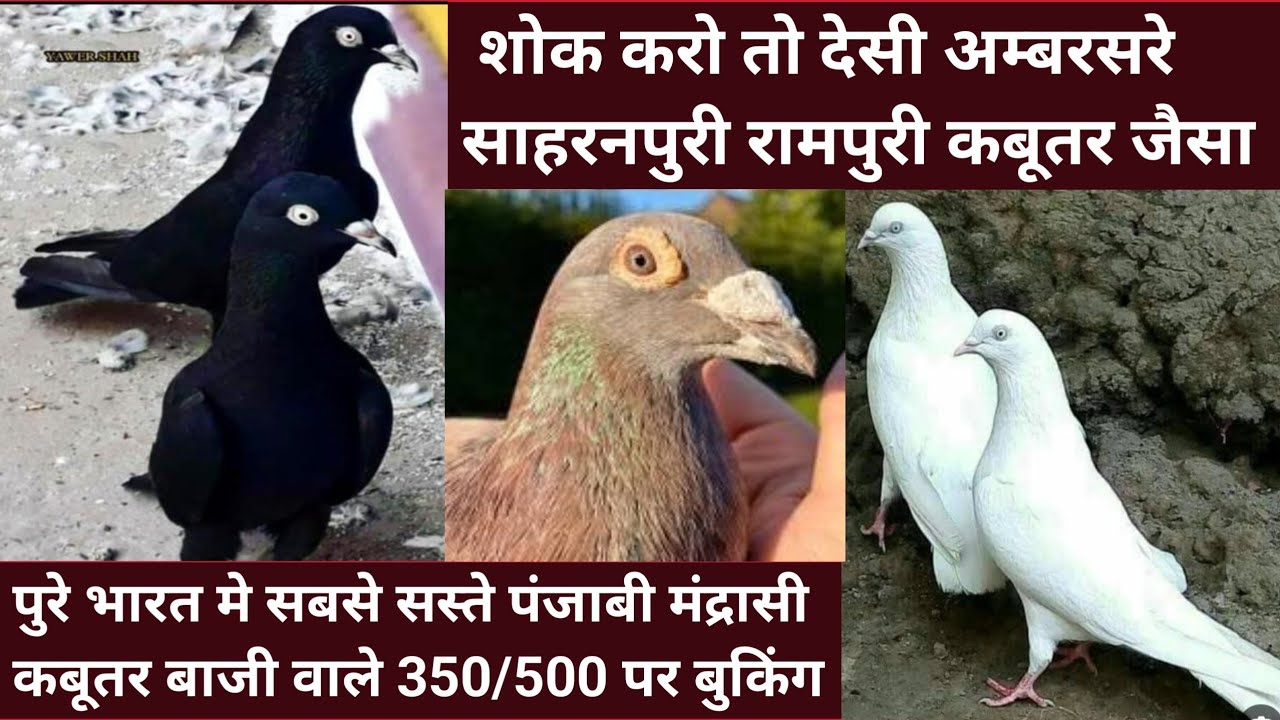 11/2/26/ यूपी मे सबसे ज्यादा पाले जाने वाले देसी रामपुरी छापदार साहरनपुरी और पंजाबी मंद्रासी 350/500