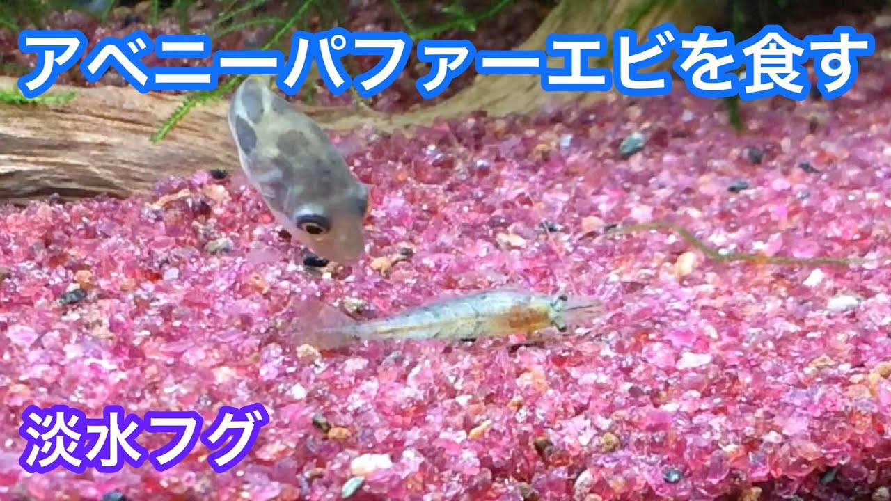 アベニーパファーエビを食べる 世界最小の淡水フグ Youtube アベニーパファーエビを食べる 世界最小の淡水フグ Youtube
