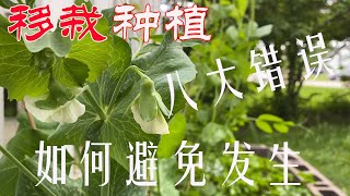 【渔耕笔记】菜苗猝倒休克灼伤？常见八大移栽种植错误及如何避免