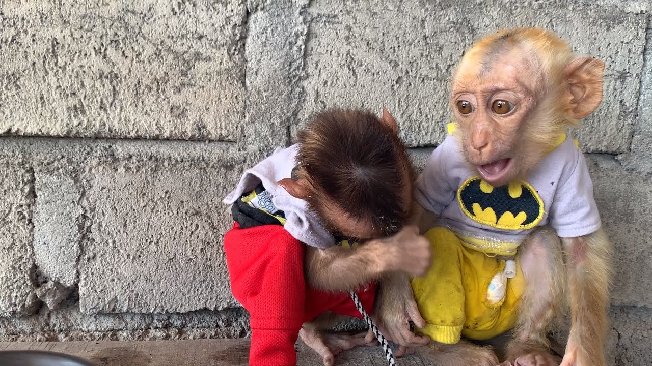 Can’t Wait Any Longer… Baby Monkey Lon’s Funny Reaction to Hot Food