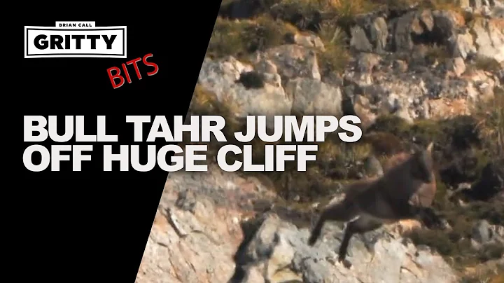 BULL TAHR JUMPS OFF HUGE CLIFF!!! #GrittyBits