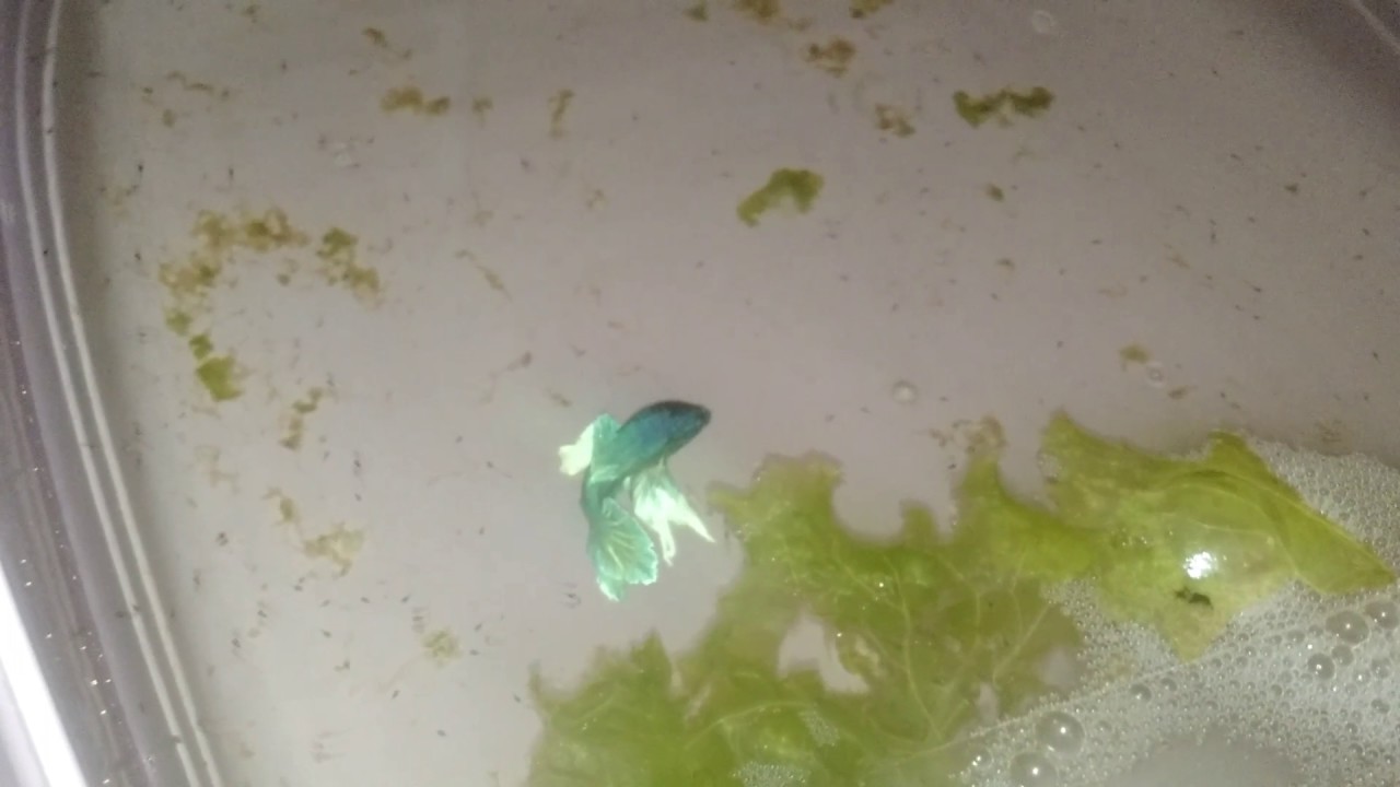 Dica do alface na reprodução para disponibilizar alimentos aos seus alevinos até o 6 dia de vida