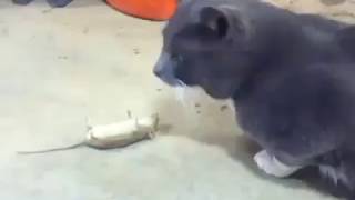 Como un raton se burla de un gato.