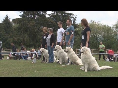 Video: Soft Coated Wheaten Terrier