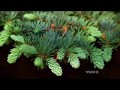 PBS Documentary What Plants Talk About PBS Documentary What Plants Talk About