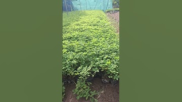 Bán buôn cây cỏ lạc giống 0977973535