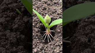 Tulip Growing Time Lapse 🌷 | 60 Days in Seconds