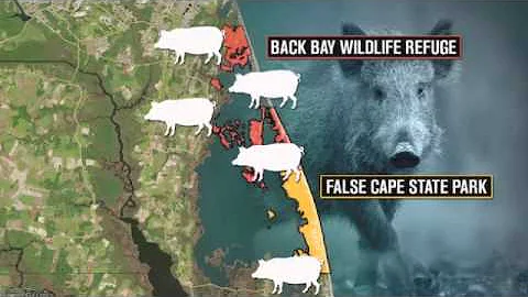 Feral pigs going hog wild in Hampton Roads